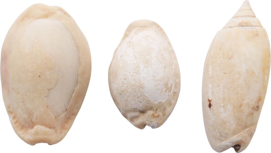 ANCIENT EGYPTIAN SHELLS - Fagan Arms