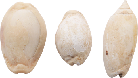 ANCIENT EGYPTIAN SHELLS - Fagan Arms