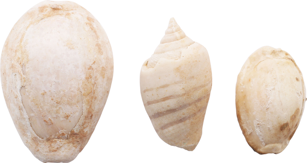 ANCIENT EGYPTIAN SHELLS - Fagan Arms