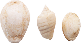 ANCIENT EGYPTIAN SHELLS - Fagan Arms