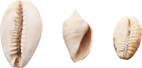 ANCIENT EGYPTIAN SHELLS - Fagan Arms