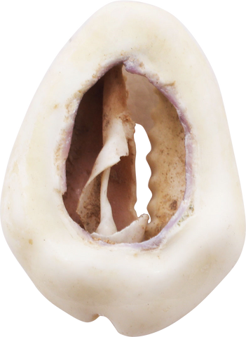 ANCIENT EGYPTIAN COWRIE AMULET - Fagan Arms