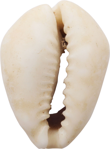 ANCIENT EGYPTIAN COWRIE AMULET - Fagan Arms