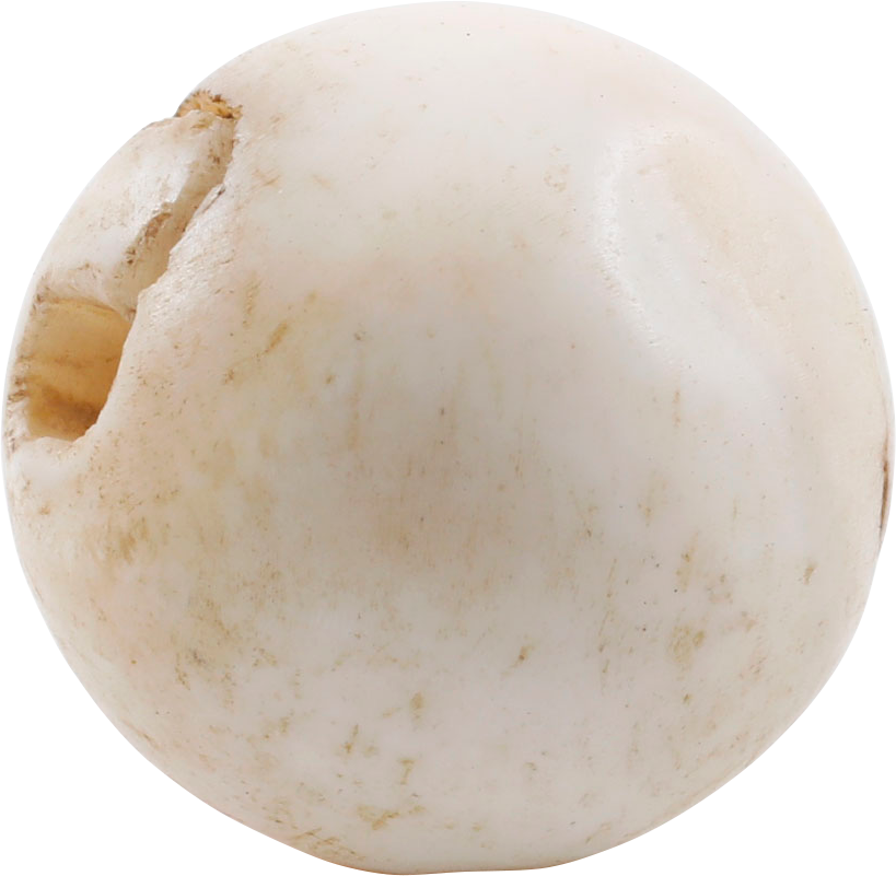 RARE VIKING SEA SHELL BEAD, 850-1050 AD - Fagan Arms