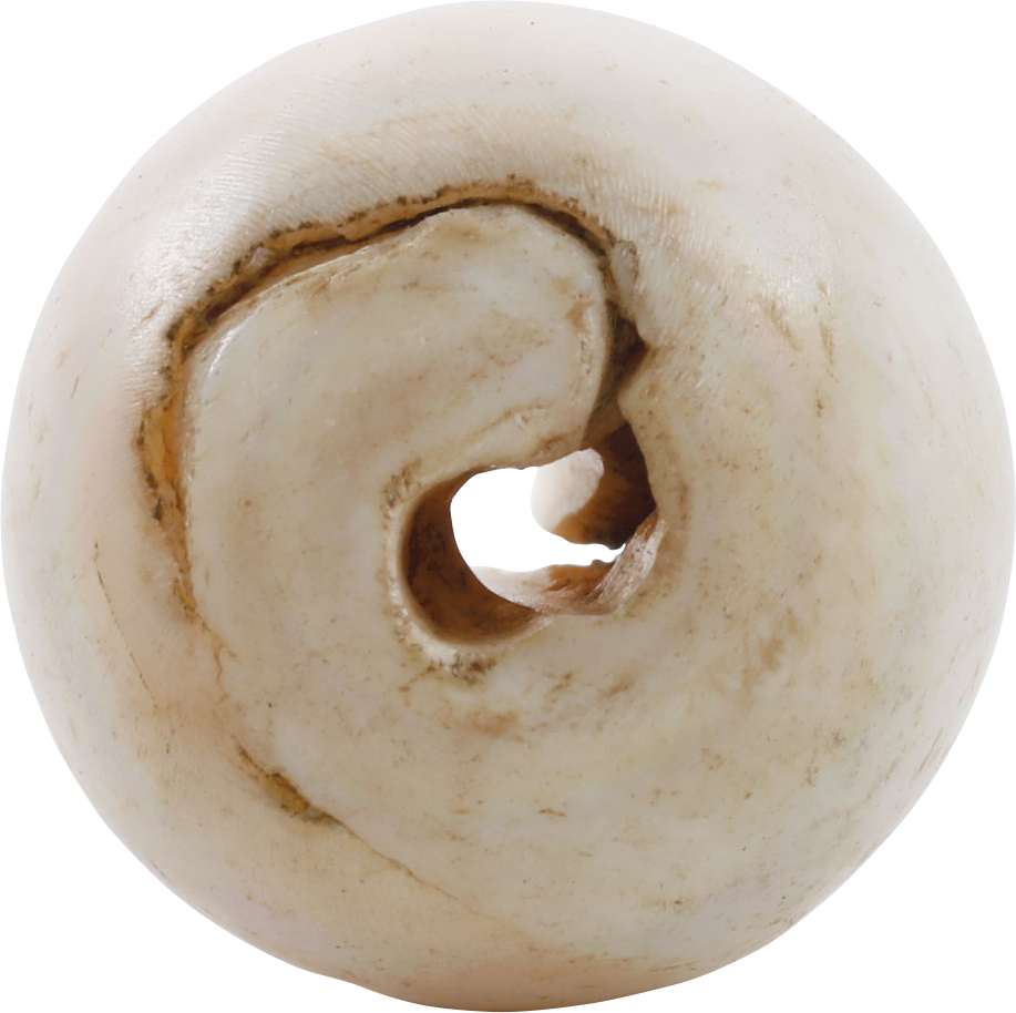 RARE VIKING SEA SHELL BEAD, 850-1050 AD - Fagan Arms