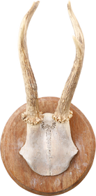 ROE DEER ANTLER MOUNT - Fagan Arms