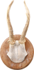 ROE DEER ANTLER MOUNT - Fagan Arms