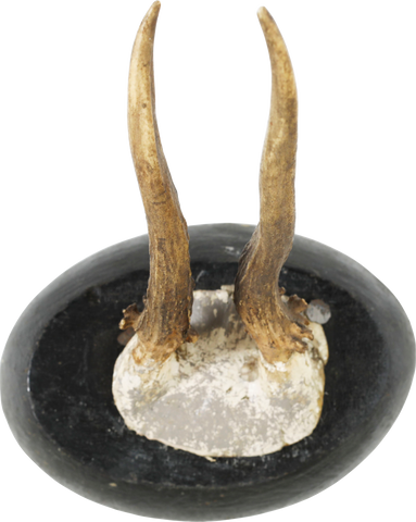 ANTLER MOUNTS FROM A BLACK FOREST HUNTING LODGE - Fagan Arms