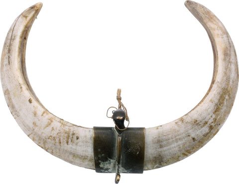 Rare Ottoman Turkish Boar Tusk Pectoral - The History Gift Store