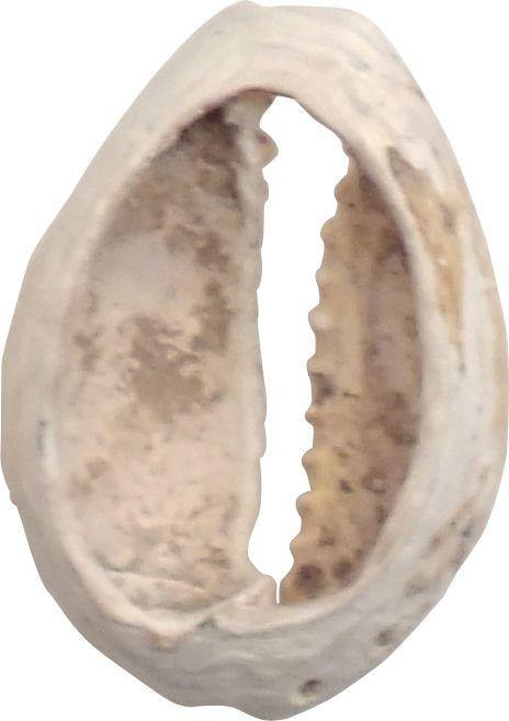VIKING COWRIE SHELL BOOTY, C.800-1000 AD - The History Gift Store